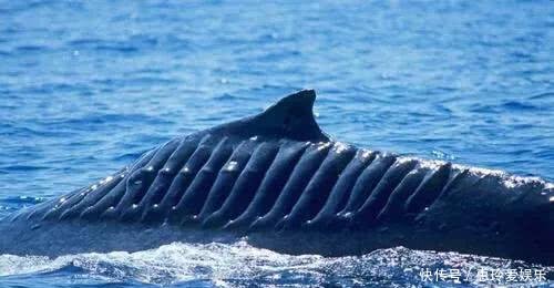 航母在前進(jìn)的過程中，為何總有鯊魚跟著？